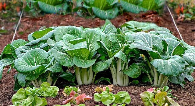 Vegetables that Grow in Shade 2