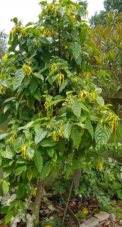 Grow Ylang-Ylang Tree