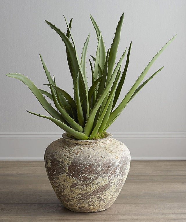how-to-care-for-an-aloe-plant-2