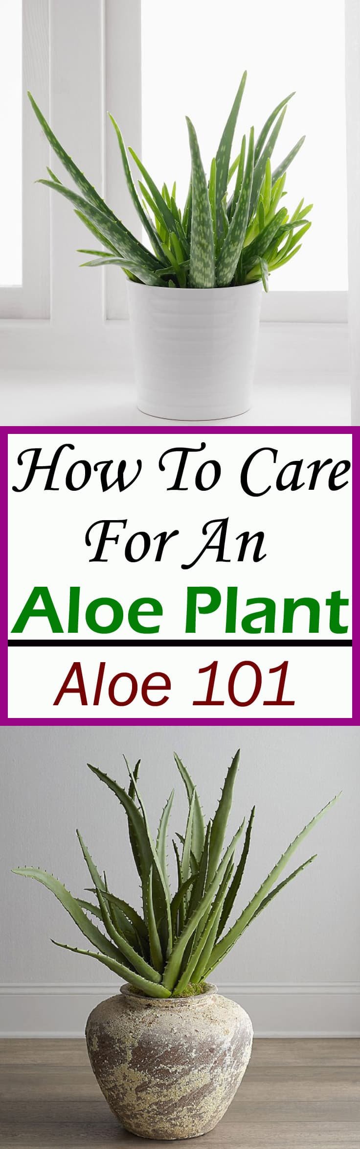 Aloe plant care is easy, learn how to care for it in this short guide and imply the tips.
