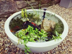 Pond in a Pot: How to Make a Container Water Garden | Balcony Garden Web