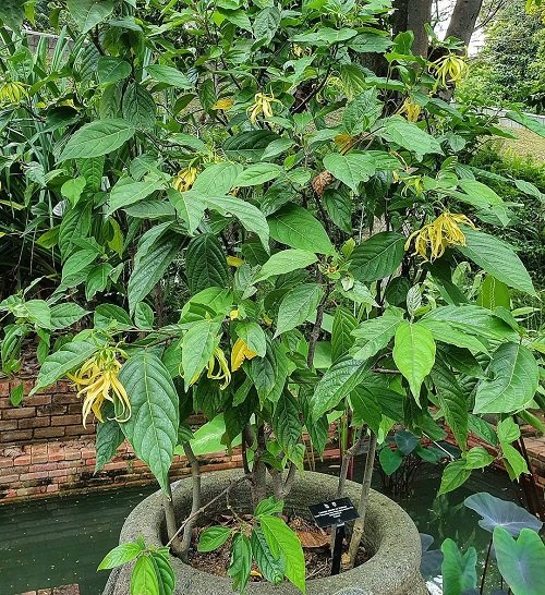 Requirements for Growing Ylang Ylang Tree
