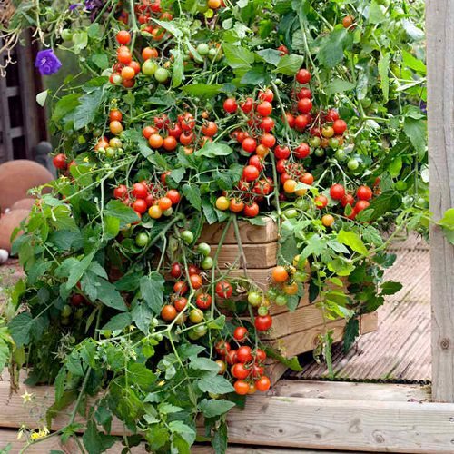 tomato leaves as Natural Pesticides for Garden