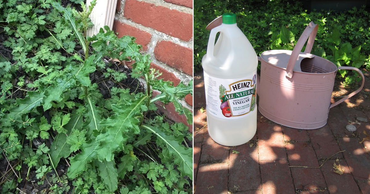 Does Vinegar Kill Weeds? Best Recipes for Vinegar to Kill Weeds