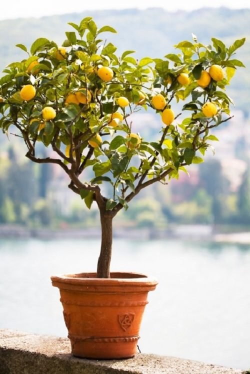 How to Grow a Lemon Tree in Pot 2