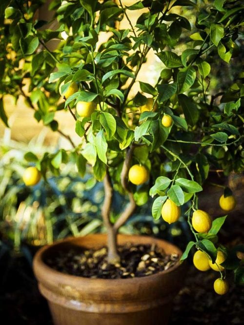 How to Grow a Lemon Tree in Pot