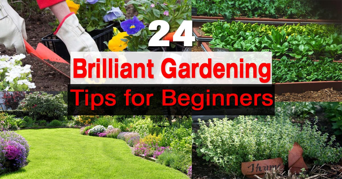 24 Gardening Tips For Beginners | Balcony Garden Web