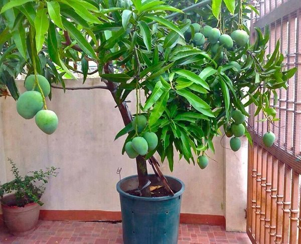 Learn how to grow a mango tree in a container in this article. Growing mango tree in pot is possible; there are several dwarf varieties available that can be tried.
