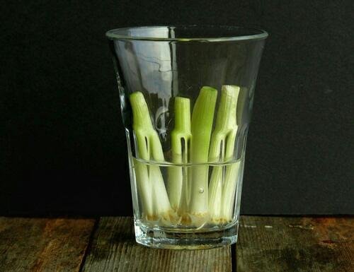 growing scallions in water