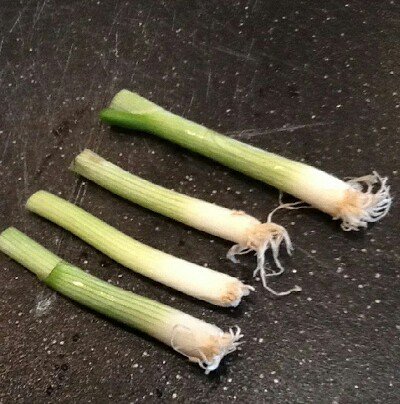 grow green onions from roots