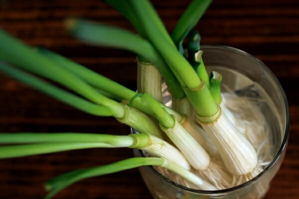 how to grow scallions in water
