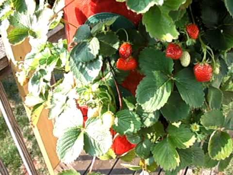 grow strawberry upside down