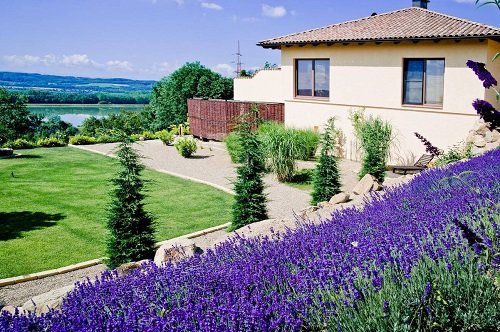 Landscaping with Lavender 16