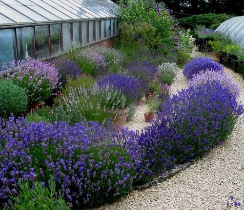 Landscaping with Lavender 20