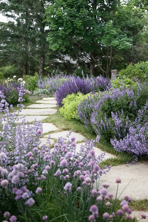 Landscaping with Lavender 7