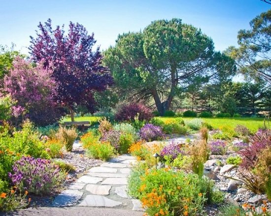 Landscaping with Lavender 1