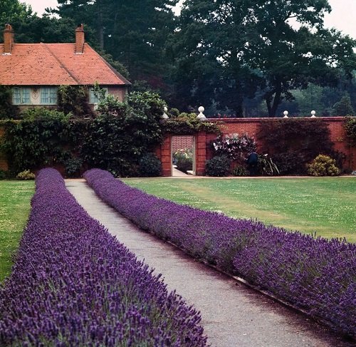 Landscaping With Lavender | 7 Garden Design Ideas