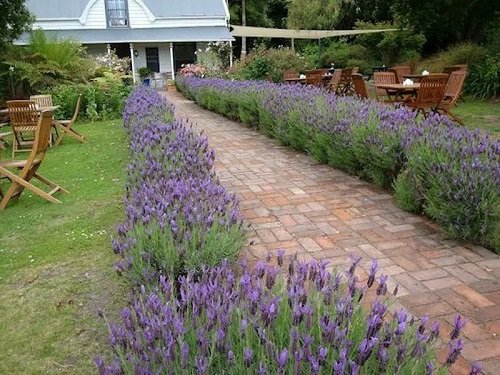 Landscaping with Lavender 22