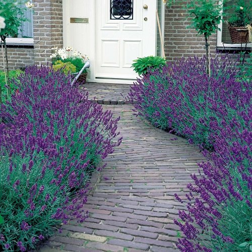 Landscaping with Lavender 25