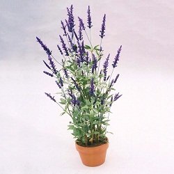 5645c-lavender