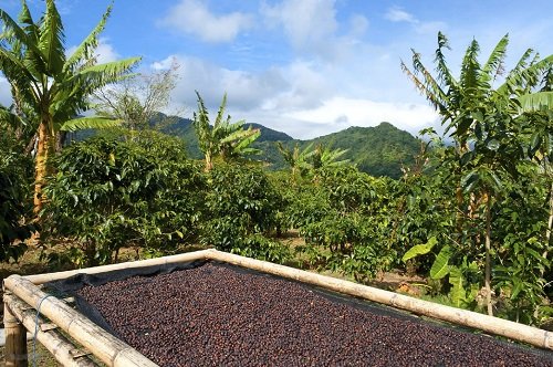 dry  Tips on Harvesting Coffee