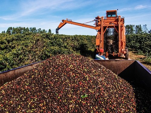 Mechanical Tips on Harvesting Coffee