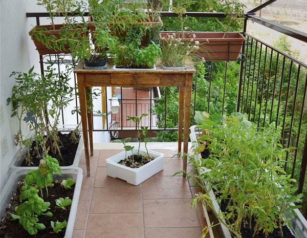 balcony herb garden (7)_mini