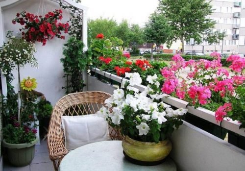 best balcony flowers.jpeg_mini