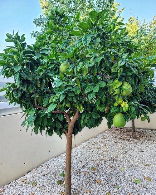 How to Grow Pomelo