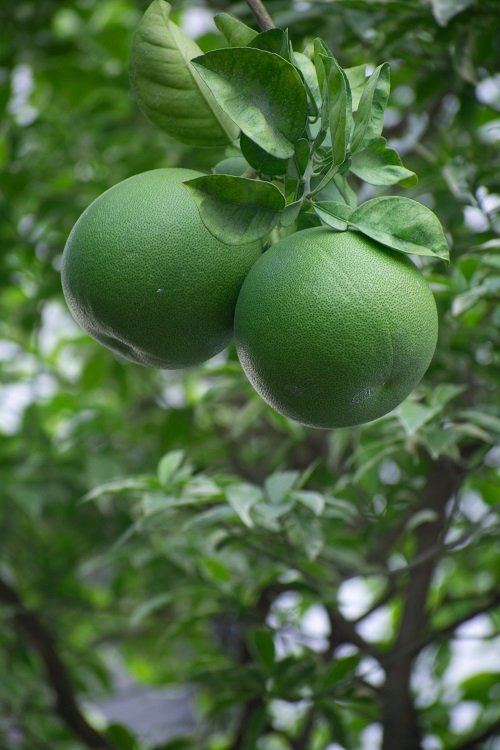 How to Grow Pomelo 2
