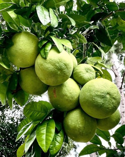 How to Grow Pomelo | Growing Guide