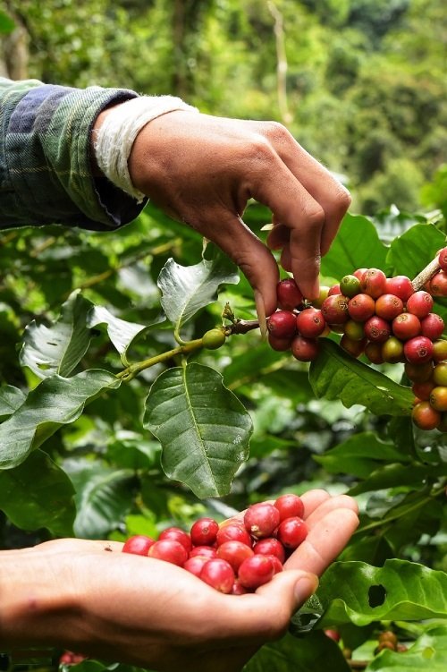 Harvesting Coffee 2