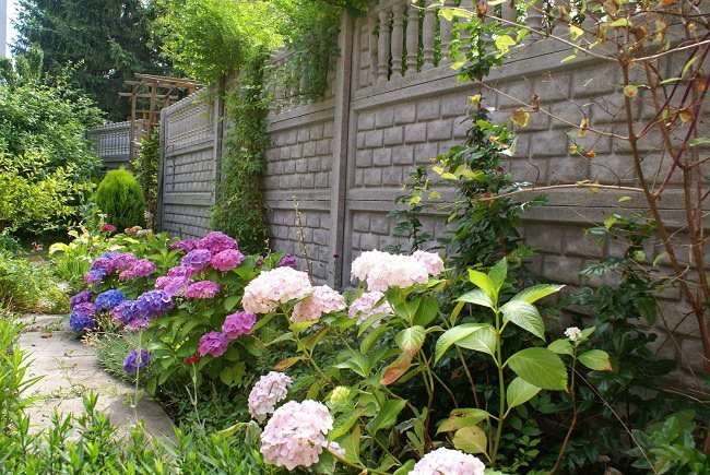 landscaping with hydrangea (13)_mini