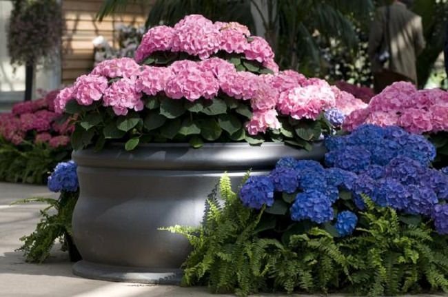 landscaping with hydrangea (14)_mini