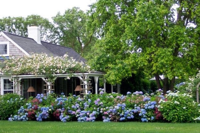 landscaping with hydrangea (15)_mini