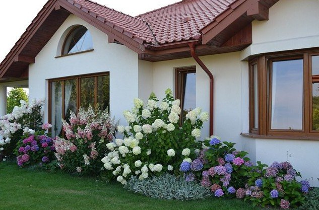 landscaping with hydrangea (2)_mini