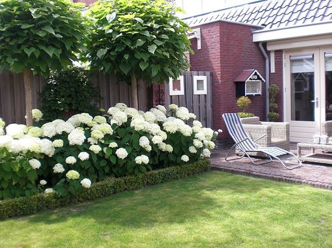 landscaping with hydrangea (3)_mini