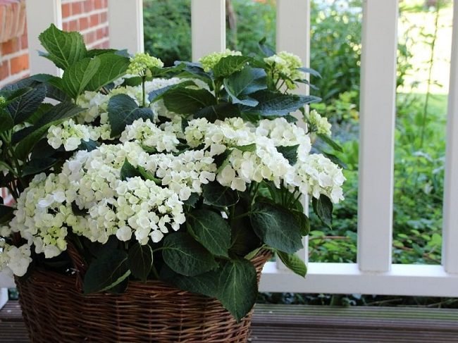 landscaping with hydrangea (5)_mini