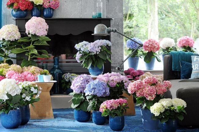 landscaping with hydrangea (8)_mini