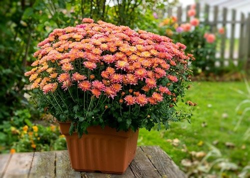 How to Grow Chrysanthemums in Pots 