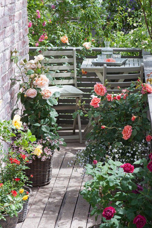Small Rose Garden