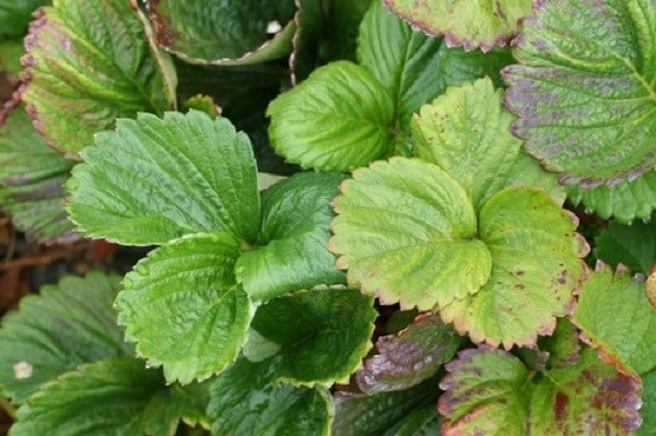 Plant Deficiency Symptoms