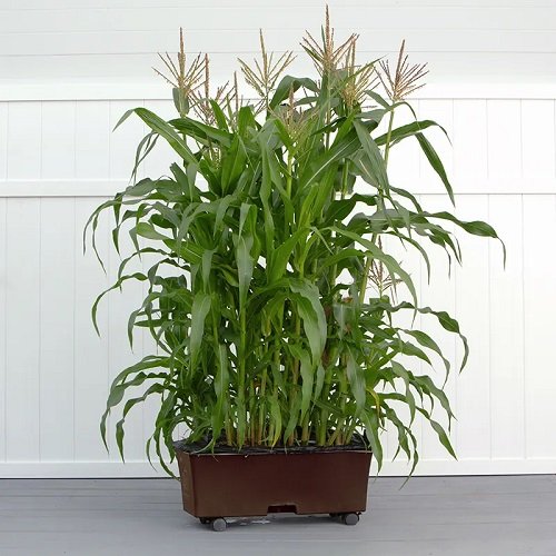 Container to Grow Corn in Pots