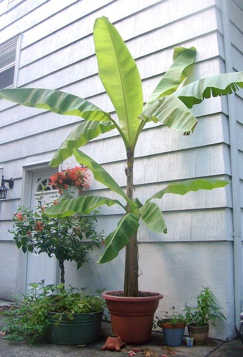 Growing Banana Trees in Pots 2