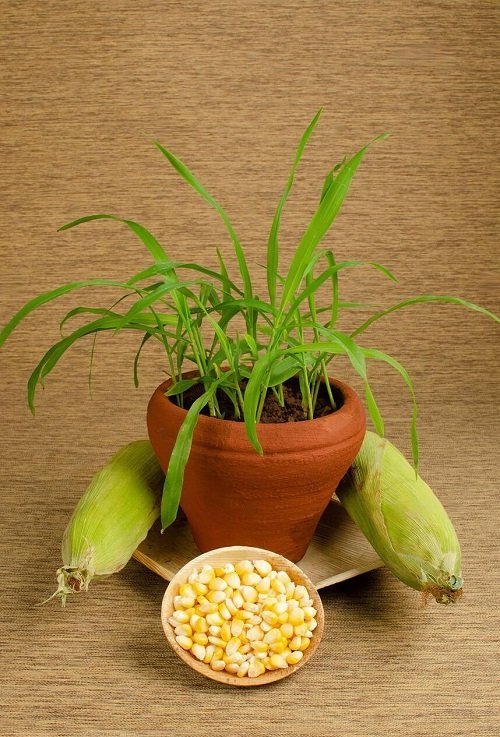Harvesting Corn in Pots