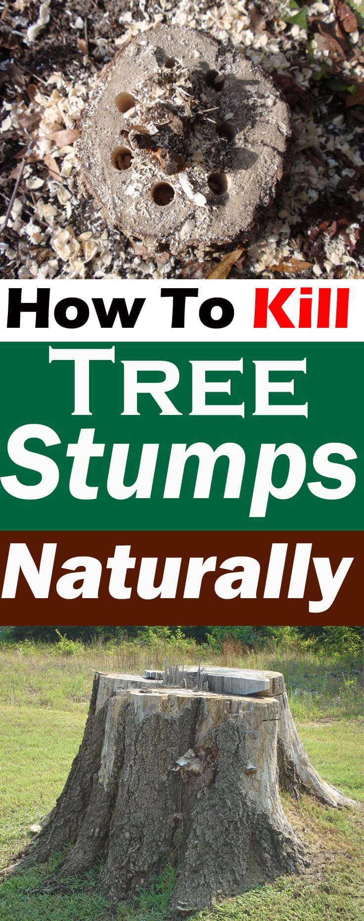 Killing tree stumps naturally is safe and doesn't require chemicals. In this article you'll learn how to kill tree stumps naturally.