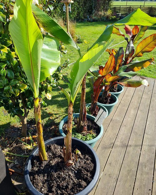 Growing Banana Trees in Pots 8