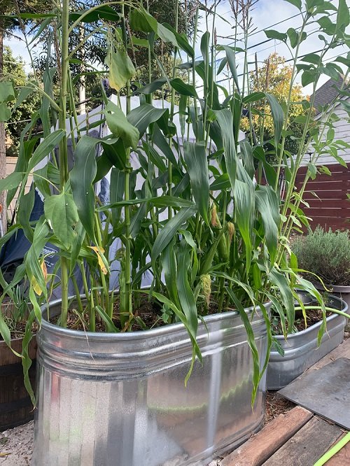 Growing Corn in Containers