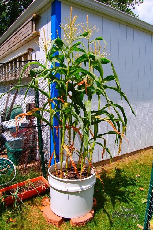 Planting and Growing Corn in Containers 2