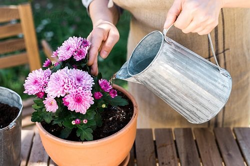 How to Grow Chrysanthemums in Pots 6